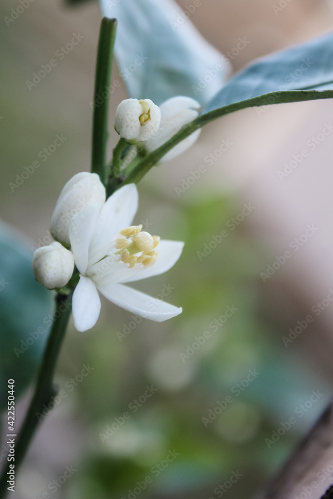 Fototapeta premium Young tangerine tree blooming white flowers