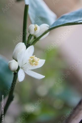 Young tangerine tree blooming white flowers