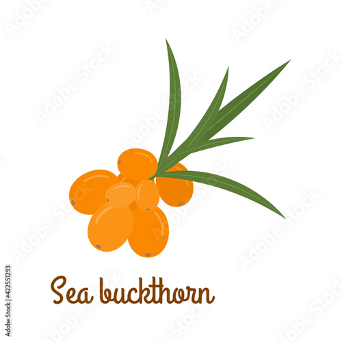 Sea buckthorn. Vector illustration.
