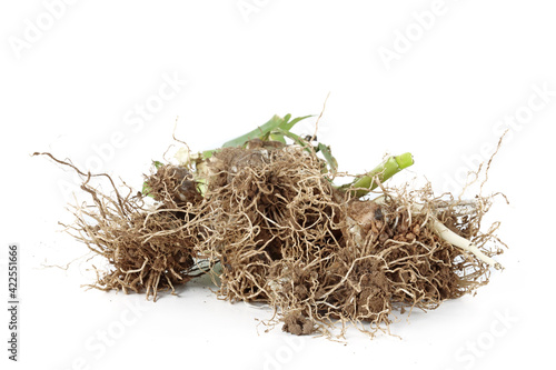 Fresh wild leek with roots isolated on a white background