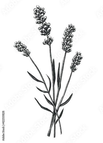 Vector hand drawn lavender flowers, isolated on white background. photo