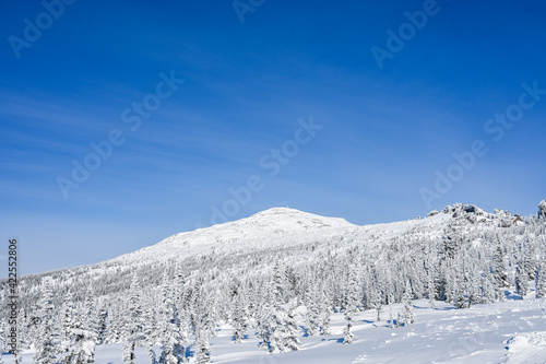 Wallpaper Mural snow-covered trees in winter landscape Torontodigital.ca