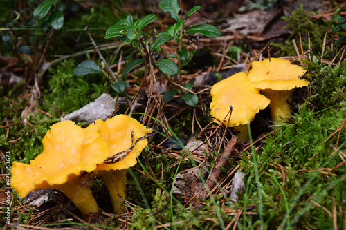 Wild golden chanterelle mushrooms, also known as Cantharellus cibarius, in the forest. Photo taken in Sweden.