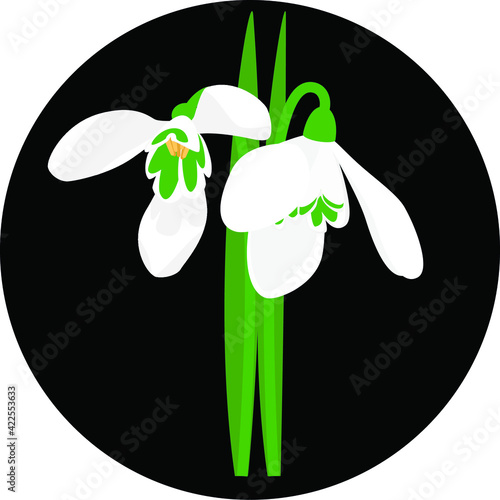 Snowdrops on a black background
