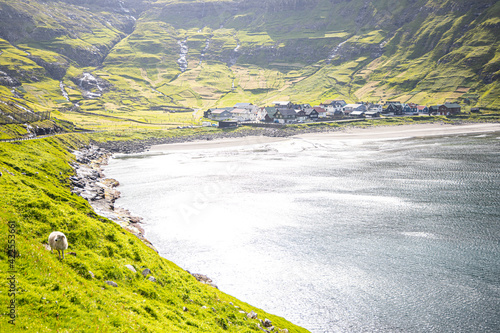 Faroe Islands - Nature - Cliff - Landscapes - Animals - Mountains
 photo