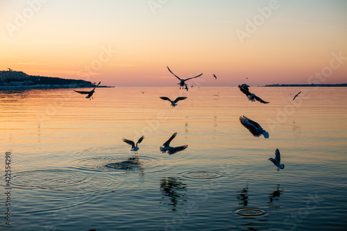 Wallpaper Mural Birds fly over the sea at sunset Torontodigital.ca