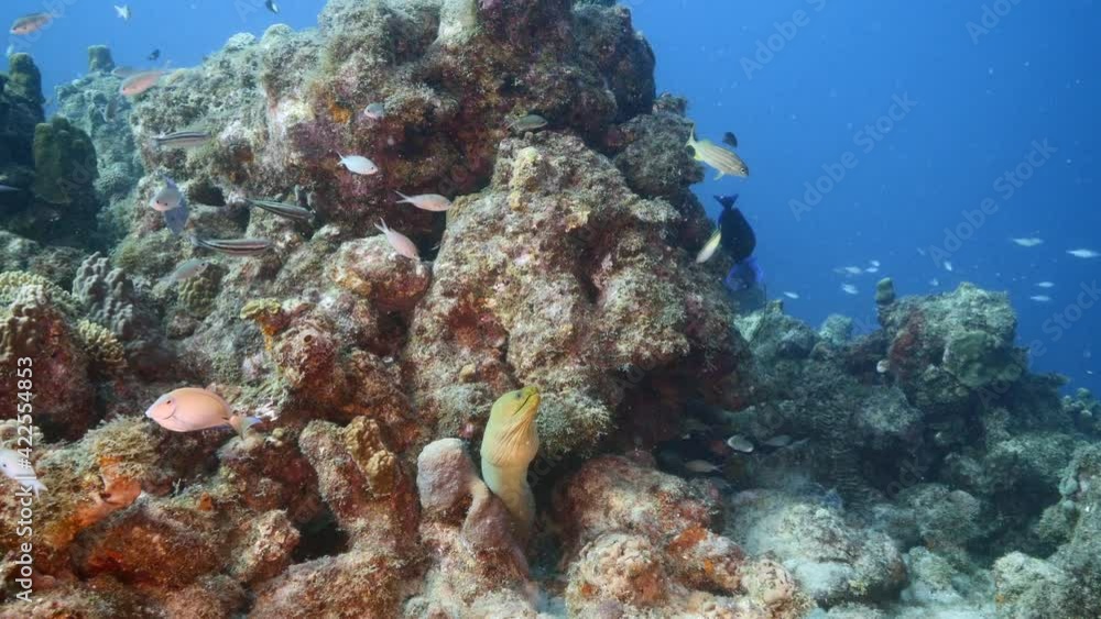 Green Moray Eel rest in coral block of reef in Caribbean Sea, Curacao Green Moray Eel rest in coral block of reef in Caribbean Sea, Curacao