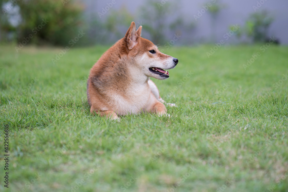 The Shiba Inu is sitting on a green lawn with a gray wall. Japanese dog in garden.