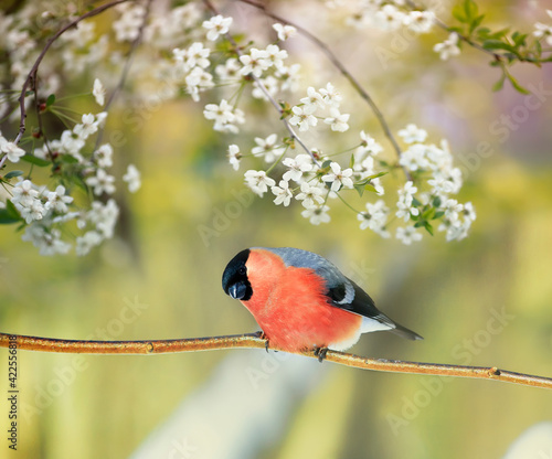 Fényképezés a red bullfinch bird sits on a cherry branch with white flowers in a warm spring