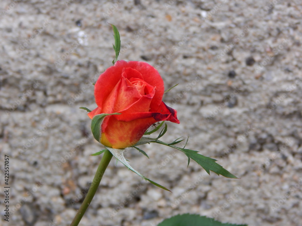single red rose single red rose