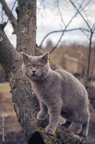 Brittish shorthair kitten on ohe tree