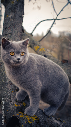 Brittish shorthair kitten on ohe tree photo