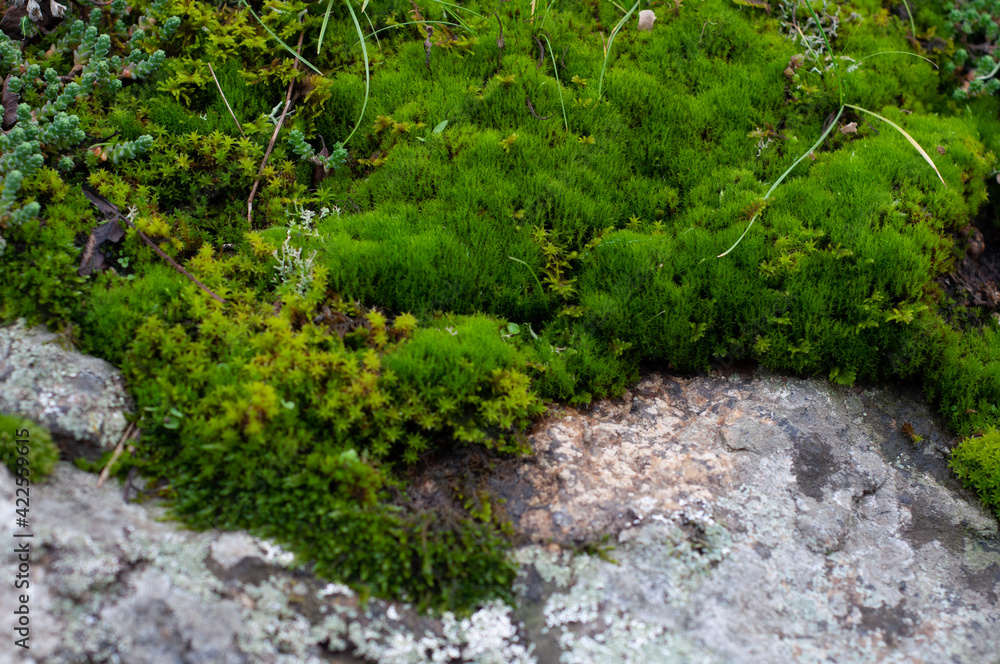 Granite stone overgrown with succulent green moss, groundcover vegetation close-up, Granite stone overgrown with succulent green moss, groundcover vegetation close-up,