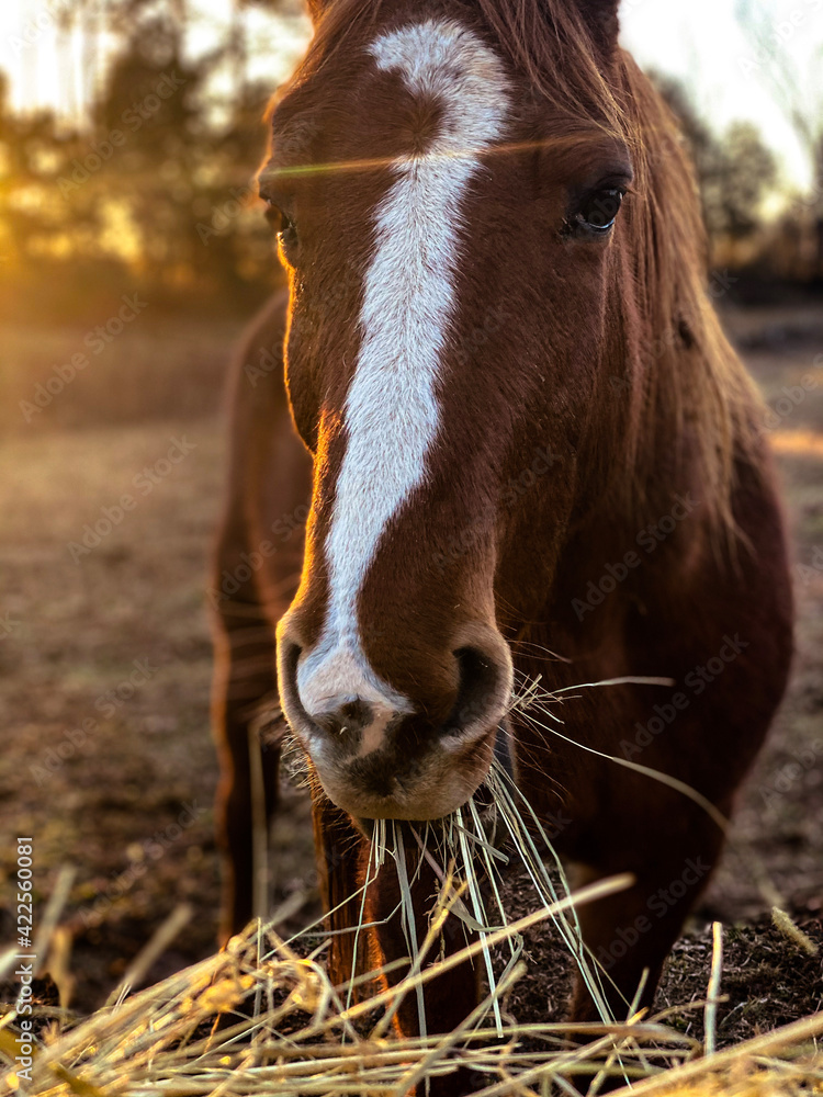 Fototapeta premium horse in the field