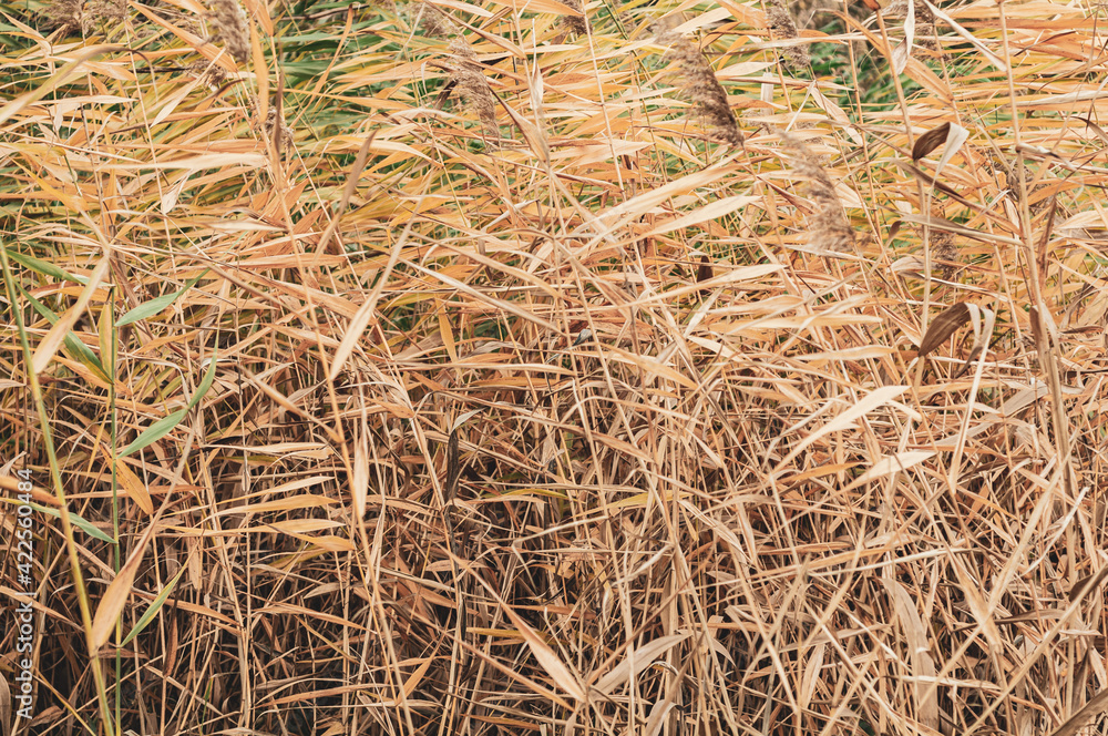 Fototapeta premium Right background yellow and dry reed leaves close-up, nature outdoors, plants growing near rivers in swampy area