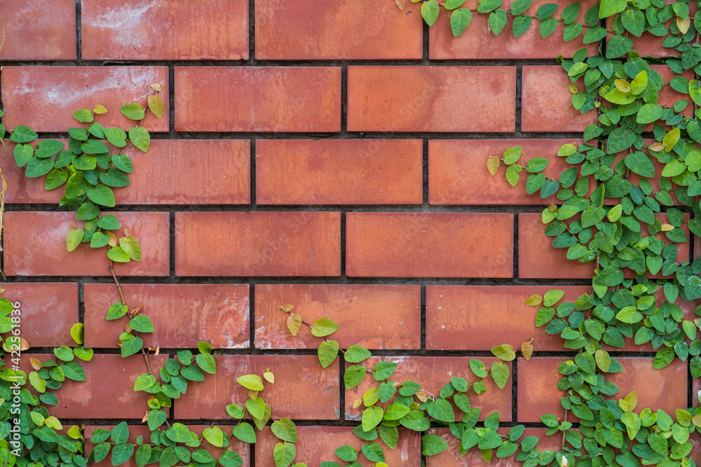 Old Texture brick wall, background, detailed pattern covered in ivy, copy space for text Old Texture brick wall, background, detailed pattern covered in ivy, copy space for text