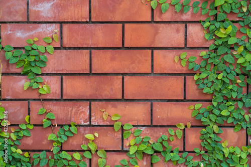 Old Texture brick wall  background  detailed pattern covered in ivy  copy space for text