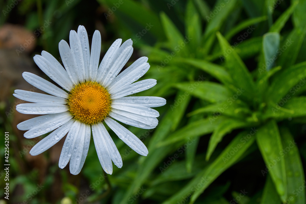Fototapeta premium White Garden chamomile or Nivyanik or Ox-eye Daisy (Latin: Leucanthemum) after rain on a background blurry of green leaves. Free space.