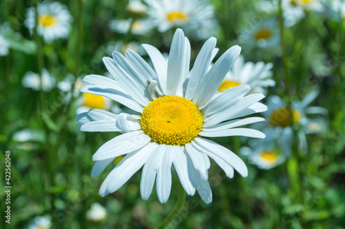 White Garden chamomile or Nivyanik or Ox-eye Daisy (Latin: Leucanthemum) on a soft, blurred background. photo