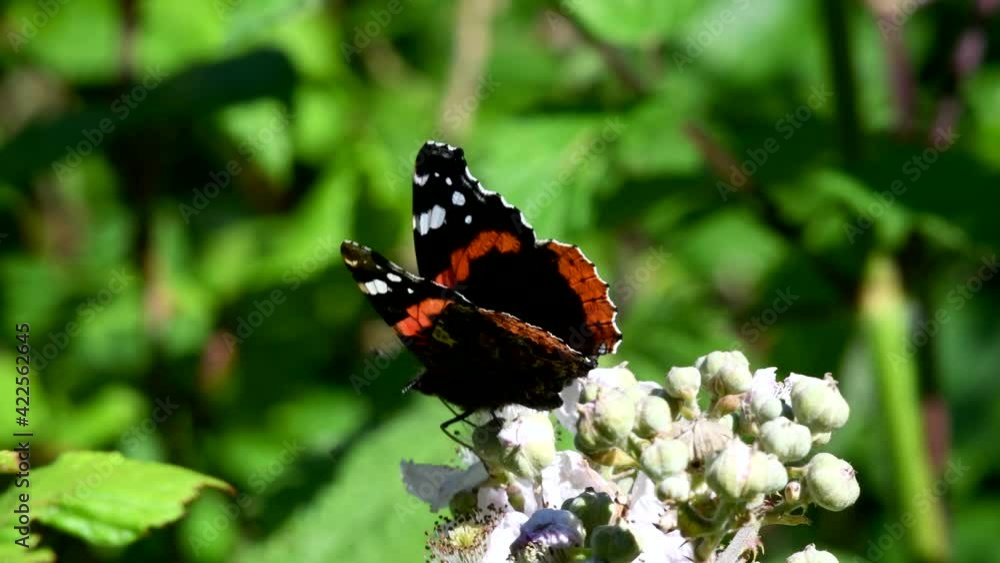 Close Up movie of Red Admiral on blackberry flowers, Vanessa atalanta Close Up movie of Red Admiral on blackberry flowers, Vanessa atalanta