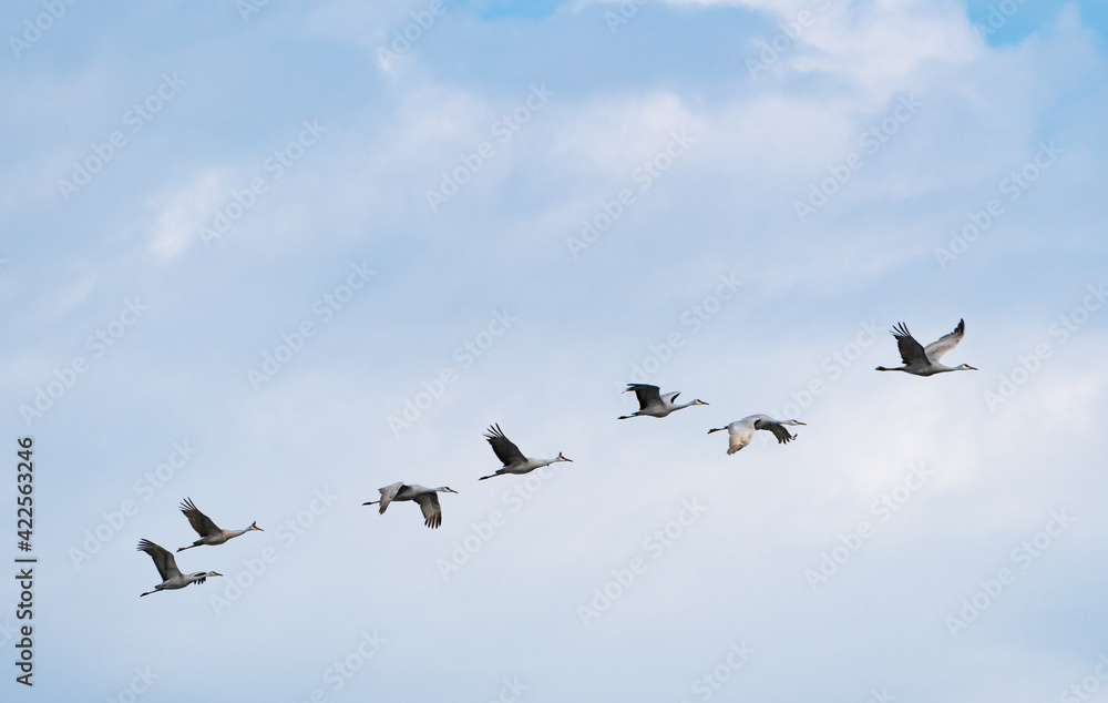 Obraz premium Sandhill Cranes flying above Hiwassee Wildlife Sanctuary in Birchwood Tennessee.
