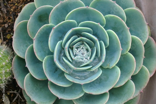 雨上がりのタカサキレンゲ