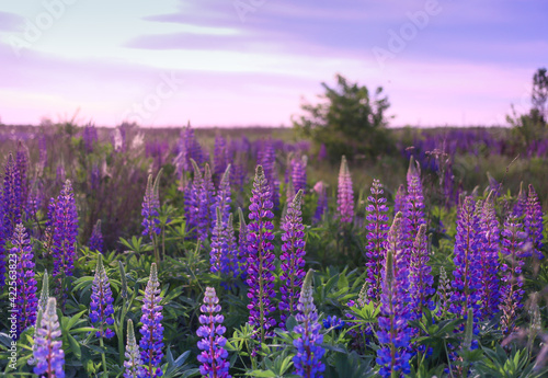 Colorful sunset landscape of flower meadows in lilac-purple tones. wildflowers and wild herbs on a flower field. Floral background, wild lupins, place for text. © Anna