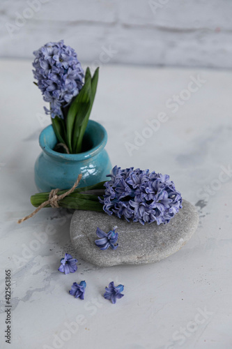 hyacinth in a blue vase, on a gray-white background. Hyacinth on a river stone. Lifestyle SPA style