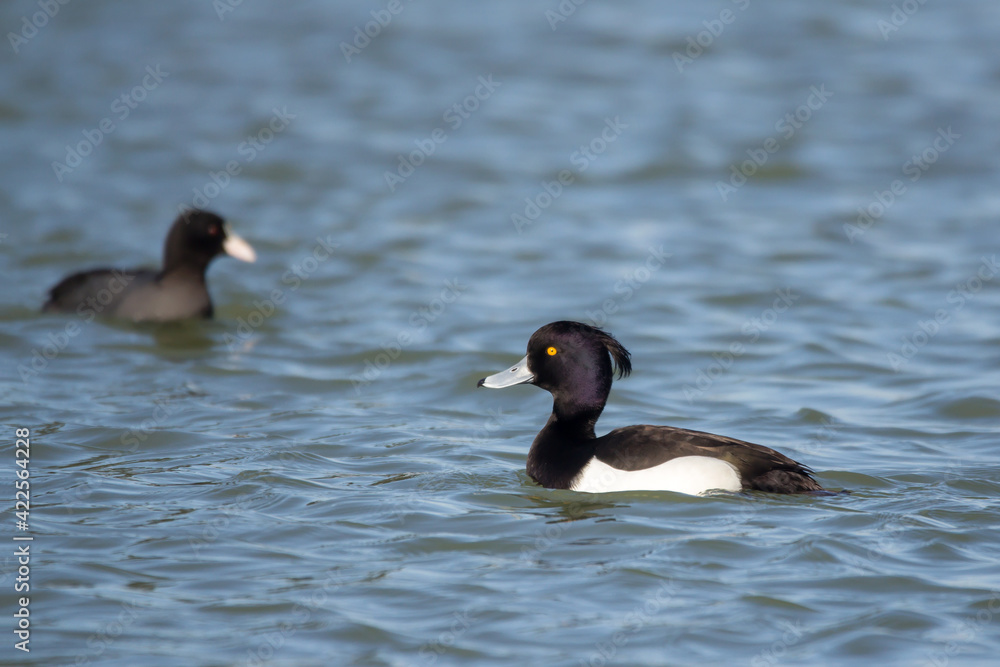 Tufted duck (Aythya fuligula) a small diving duck in family Anatidae, black white duck with crown swimming in natural habitat Tufted duck (Aythya fuligula) a small diving duck in family Anatidae, black white duck with crown swimming in natural habitat