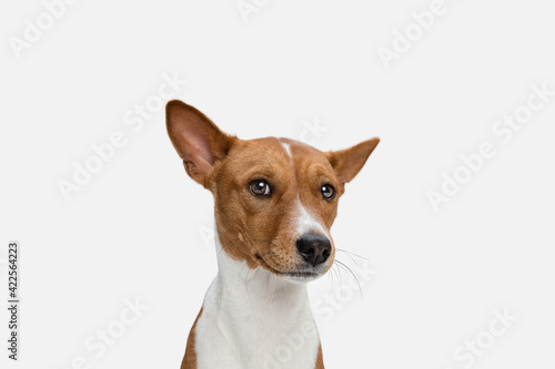 Cute puppy of Basenji dog posing isolated over white background © master1305