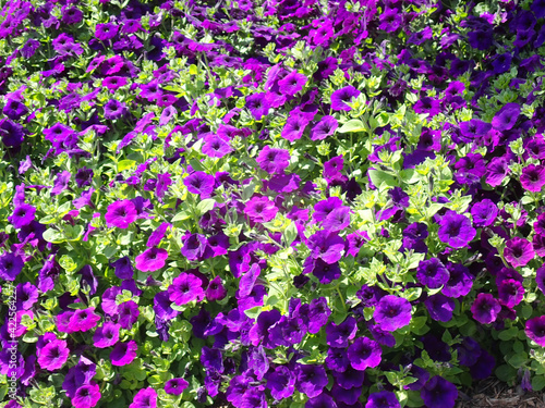 Purple flowers in the sunshine