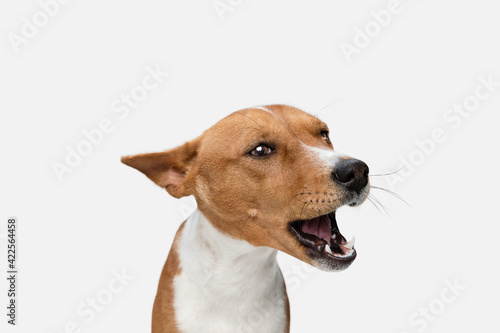 Cute puppy of Basenji dog posing isolated over white background