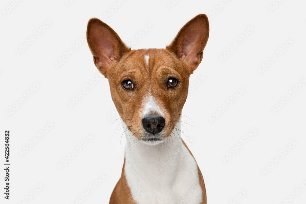 Cute puppy of Basenji dog posing isolated over white background Cute puppy of Basenji dog posing isolated over white background