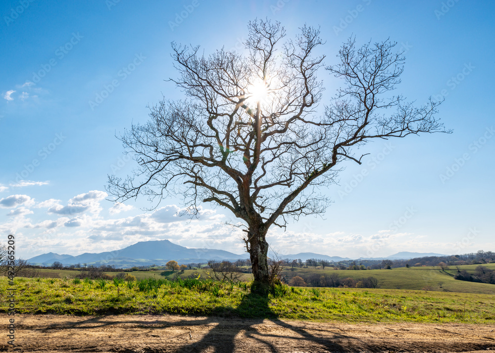 A single leafless tree in winter backlit by the sun, La Rhune mountain in the background, French Basque country, France