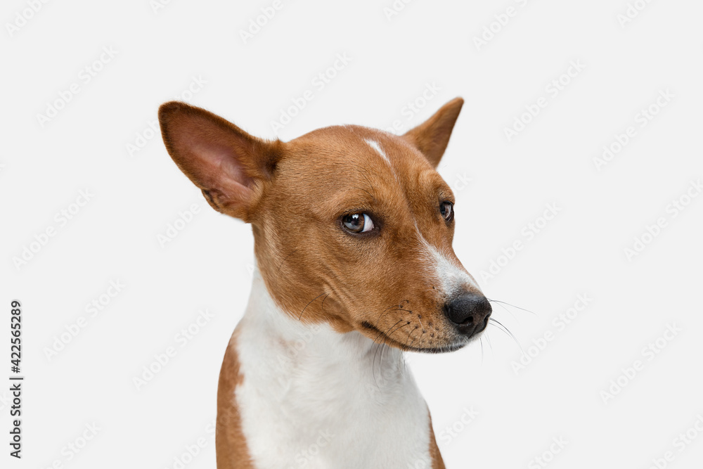 Cute puppy of Basenji dog posing isolated over white background