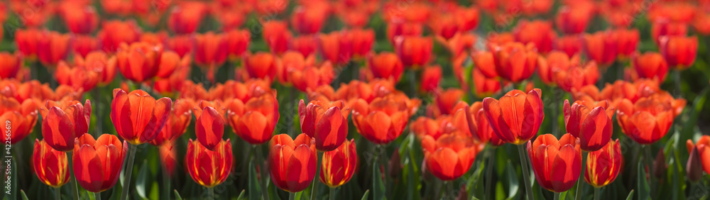 Widescreen photo of a field with bright red tulips in the Netherlands. Widescreen photo of a field with bright red tulips in the Netherlands.