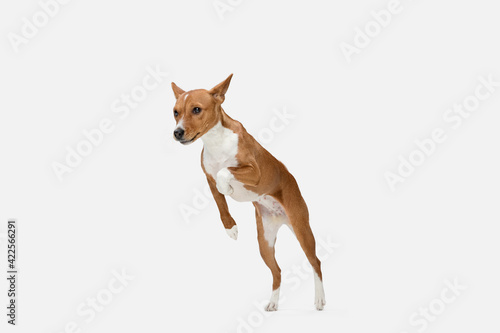 Fototapeta Naklejka Na Ścianę i Meble -  Cute puppy of Basenji dog posing isolated over white background