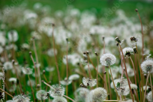 Soft fluffy dandelions in the sunlight on a blue toned background. Beautiful spring nature. Selective focus