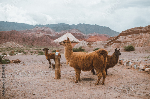 Llamas en el norte argentino