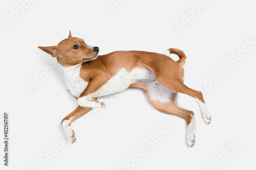 Cute puppy of Basenji dog posing isolated over white background