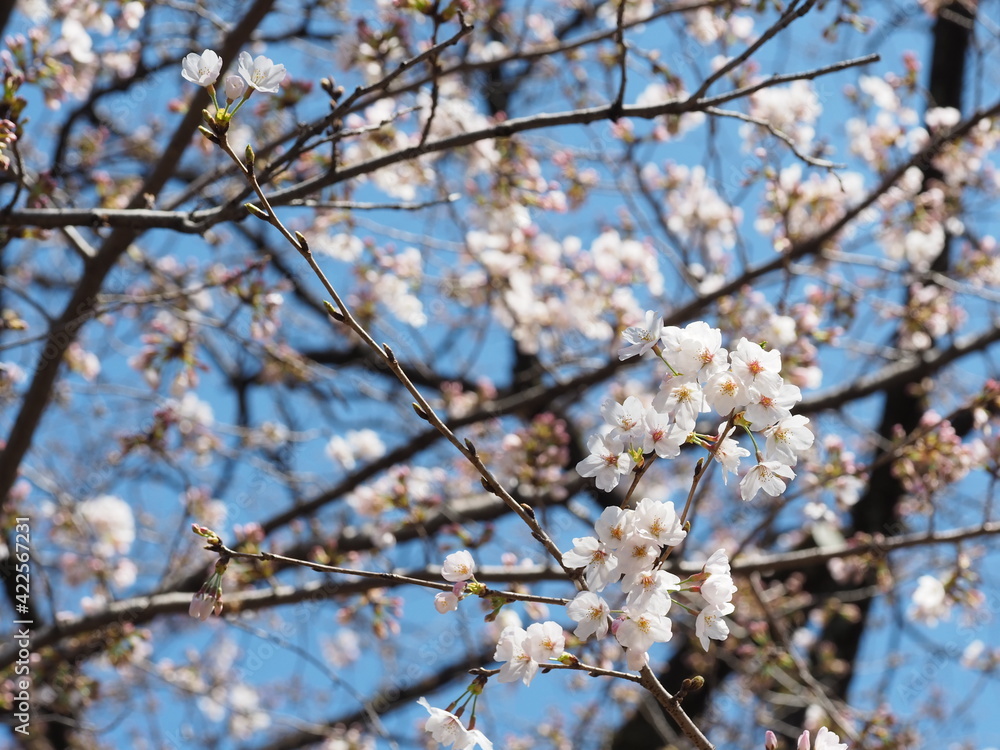 花の咲いた桜の枝と青空