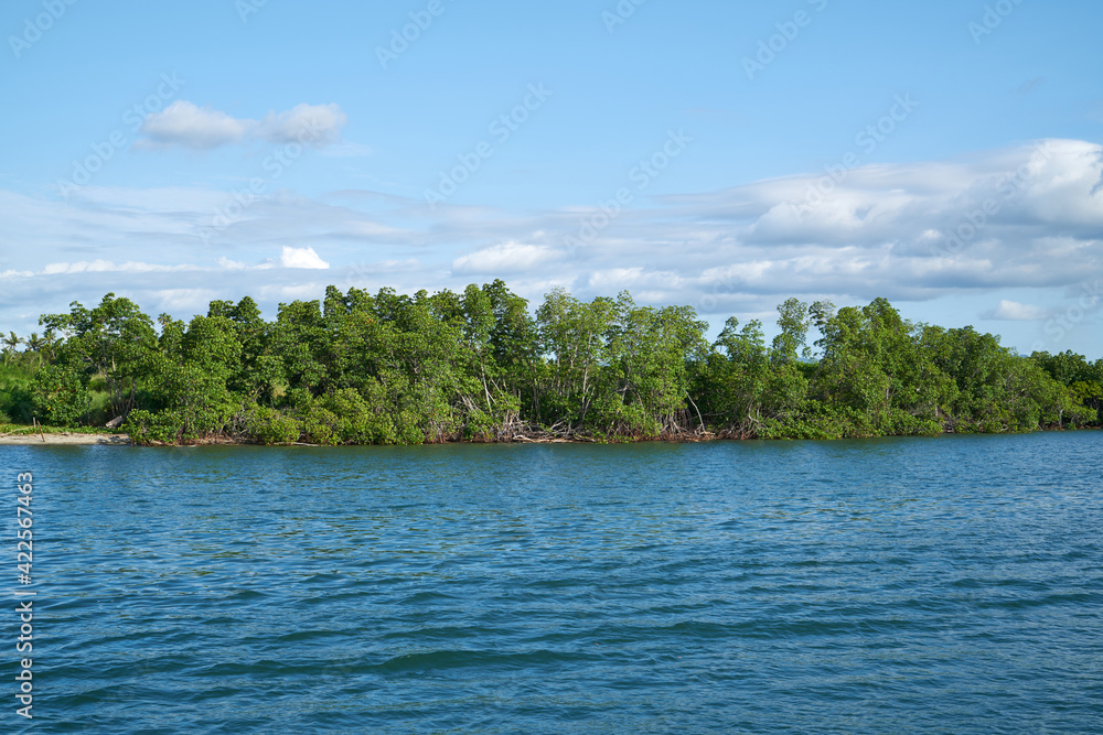Floating mangrove forest on the sea, Fiji.
Floating mangrove forest on the sea, Fiji.