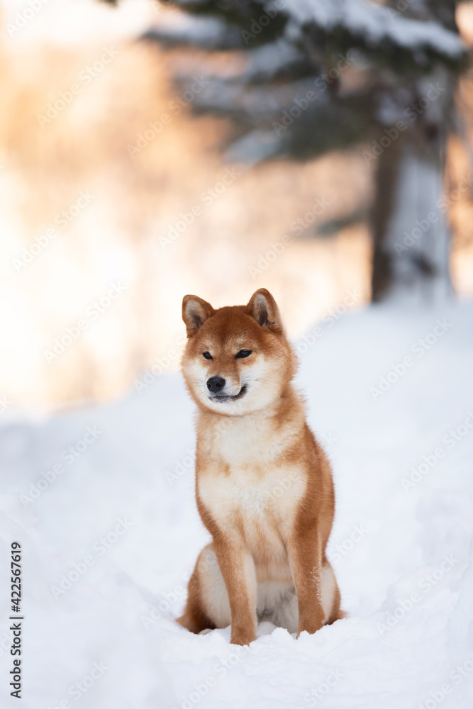 Beautiful shiba inu puppy sitting in the forest in winter at sunset. young Japanese shiba inu female dog Beautiful shiba inu puppy sitting in the forest in winter at sunset. young Japanese shiba inu female dog