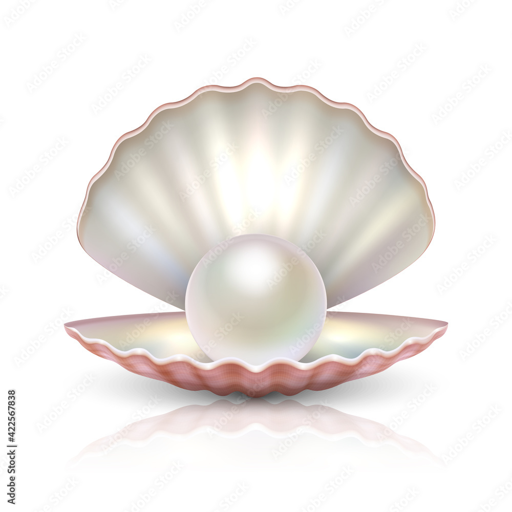 Vector 3d Realistic Beautiful Natural Opened Pearl Shell with Pearl Inside Icon Closeup Isolated on White Background with Reflection. Design Template of Seashell for Graphics. Front View Vector 3d Realistic Beautiful Natural Opened Pearl Shell with Pearl Inside Icon Closeup Isolated on White Background with Reflection. Design Template of Seashell for Graphics. Front View
