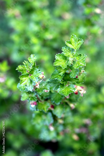 Fresh green blooming twigs