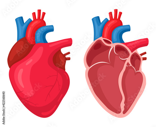 Human heart. Anatomical muscular human pumps blood organ, cutaway internal organ with circulatory system. Heart symbol vector illustration set
