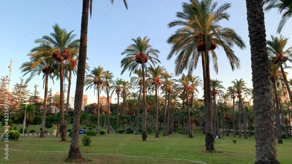 Montaza Gardens with people in Alexandria. Royal Gardens in Egypt before the sunset. Palms' park with many people. Montaza Gardens with people in Alexandria. Royal Gardens in Egypt before the sunset. Palms' park with many people.