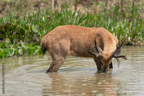 The Marsh deer (Blastocerus dichotomus) photo