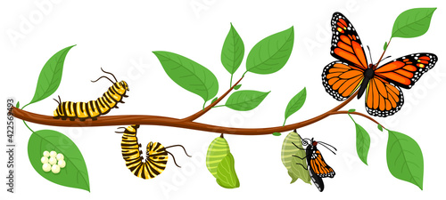 Butterfly life cycle. Cartoon caterpillar insects metamorphosis, eggs, larva, pupa, imago stages vector illustration. Insects wildlife transformation