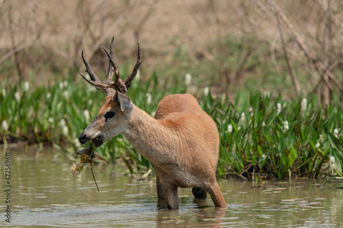 The Marsh deer (Blastocerus dichotomus)